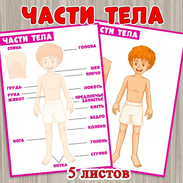 Части тела: наглядный материал и материал для создания игры на липучках.