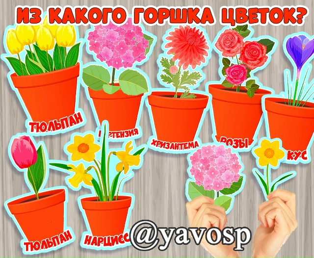 Из какого горшочка цветок?