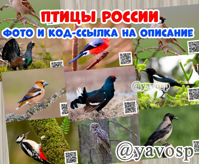 Птицы России