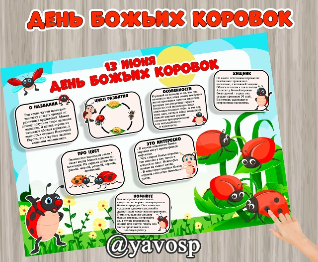 13 июня - День божьих коровок