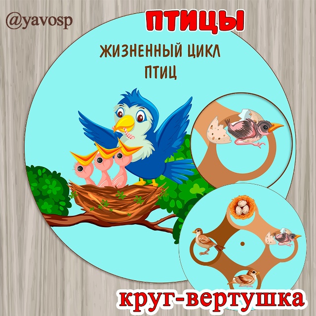 Жизненный цикл птиц