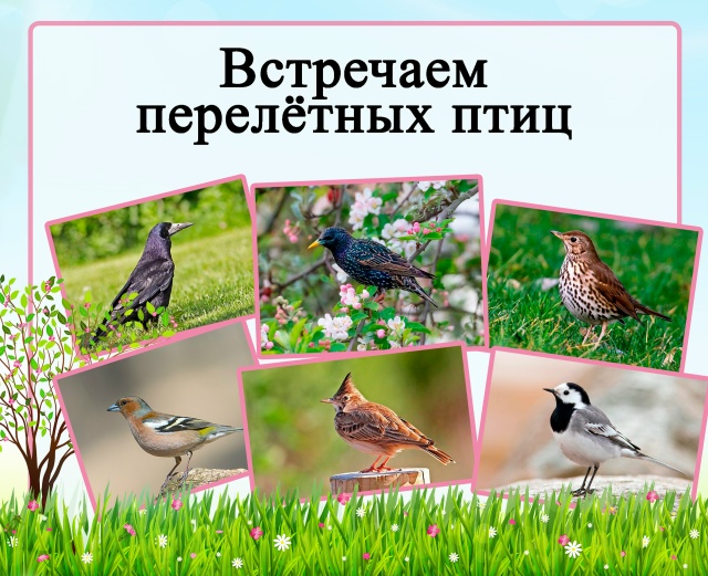 Готовимся встречать перелетных птиц: рассматриваем фотографии, узнаем о них.
