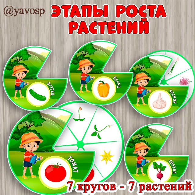 Этапы роста растений.