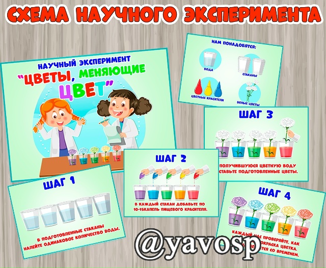 Схема научного эксперимента "Цветы, меняющие цвет"