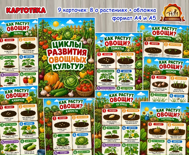 Картотека «Циклы развития овощных культур»