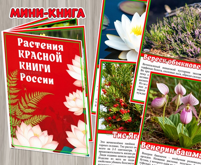 Мини-книга «Растения Красной книги России» 9 страниц + обложка.