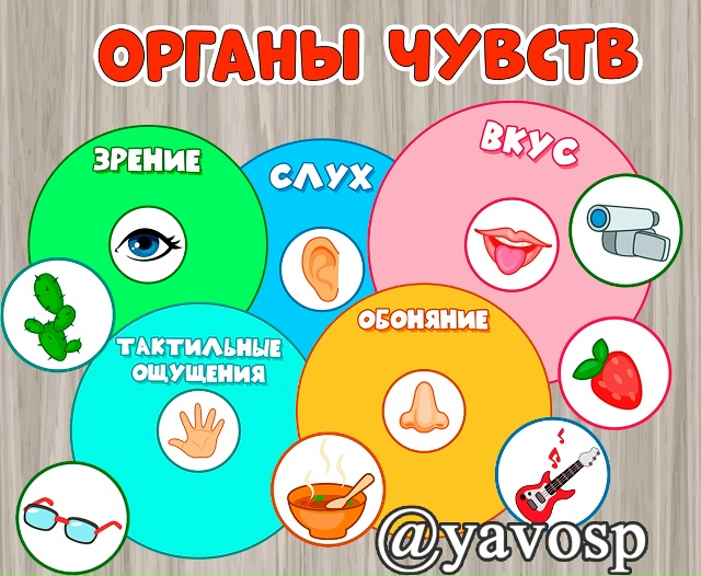 Органы чувств.
