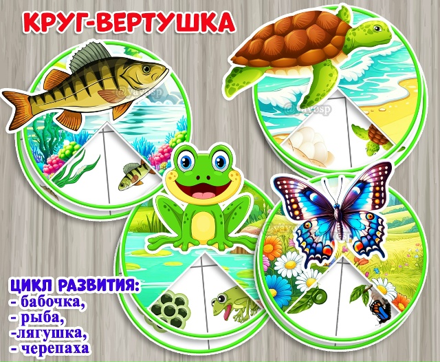 Круги-вертушки "Цикл развития живых организмов"