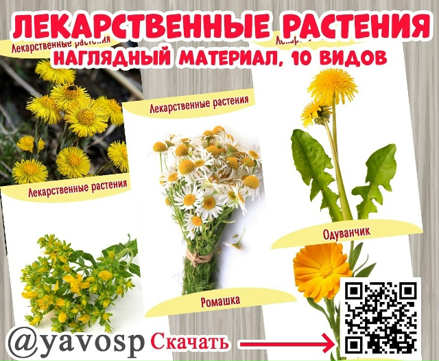 Лекарственные растения - наглядный материал.