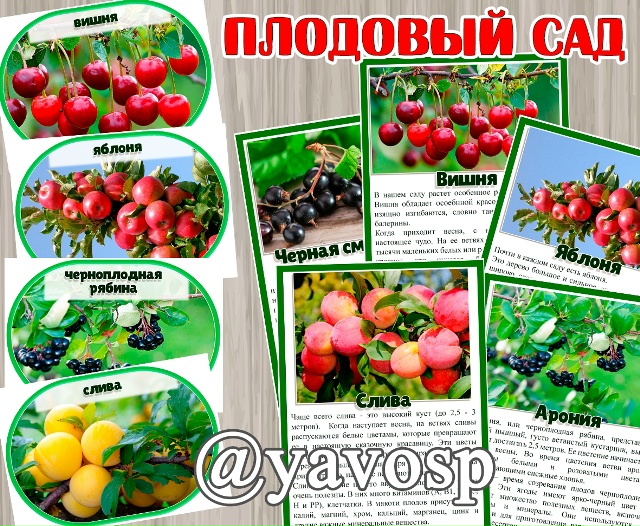 Плодовый сад: знакомимся с плодовыми кустаниками и деревьями