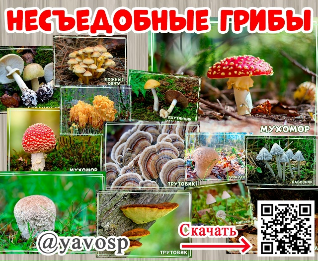 Картотека "Несъедобные грибы"